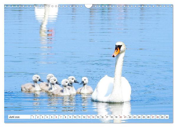 Produktbild: Vogelkalender (Wandkalender 2026 DIN A3 quer), CALVENDO Monatskalender