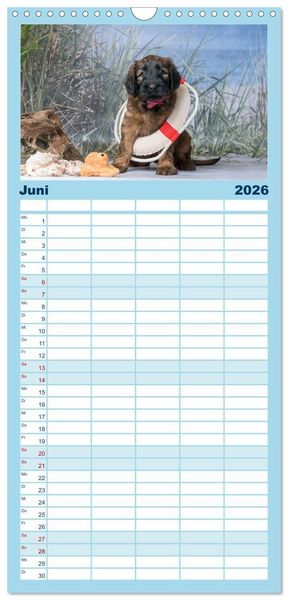 Produktbild: Familienplaner 2026 - Briardbabys in ihren ersten Wochen mit 5 Spalten (Wandkalender, 21 x 45 cm) CALVENDO