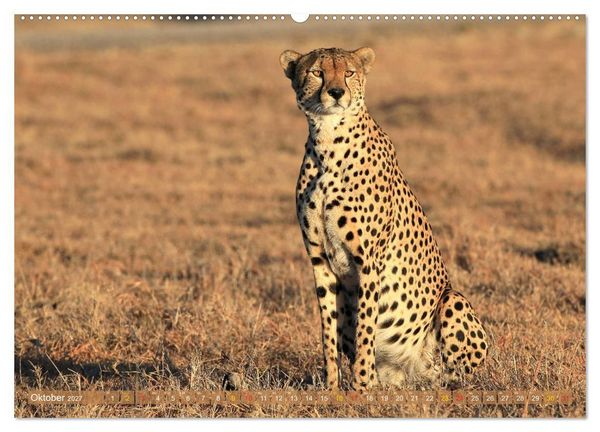 Produktbild: Geparden - Begegnungen in Afrika (Wandkalender 2027 DIN A2 quer), CALVENDO Monatskalender