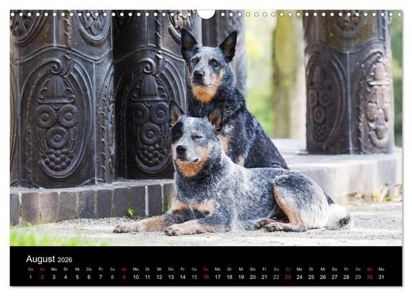 Produktbild: Australian Cattle Dogs zwischen Kunst und Kultur (Wandkalender 2026 DIN A3 quer), CALVENDO Monatskalender
