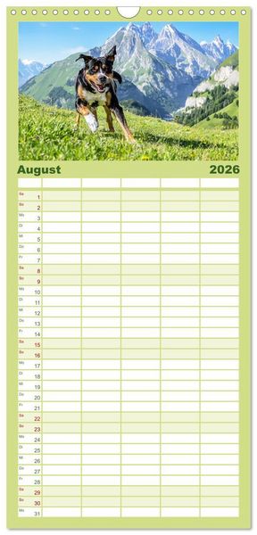 Produktbild: Familienplaner 2026 - Gro&szlig;e Schweizer - Gigantische Sennenhunde mit 5 Spalten (Wandkalender, 21 x 45 cm) CALVENDO