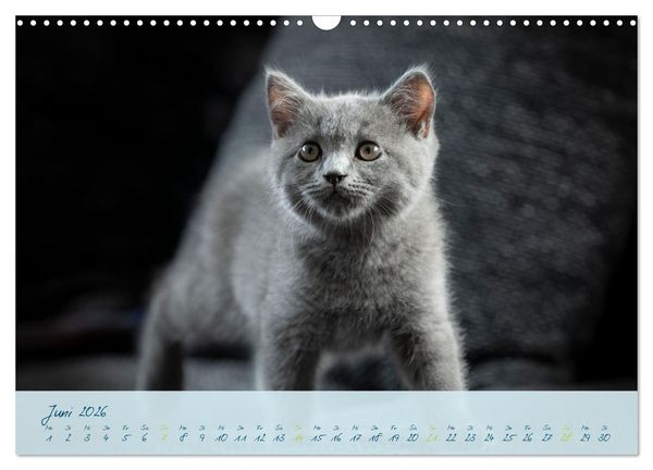 Produktbild: Ein kleiner Kater entdeckt die Welt! (Wandkalender 2026 DIN A3 quer), CALVENDO Monatskalender