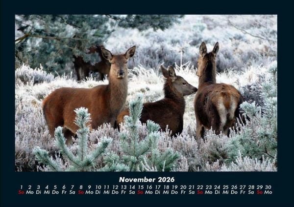 Produktbild: Der Tierkalender 2026 Fotokalender DIN A4