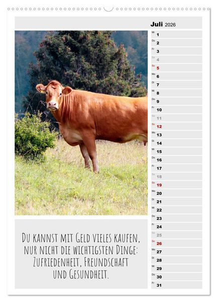Produktbild: Coole Rindviecher (hochwertiger Premium Wandkalender 2026 DIN A2 hoch), Kunstdruck in Hochglanz