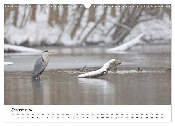 Produktbild: Die Graureiher vom Ahnepark (Wandkalender 2026 DIN A3 quer), CALVENDO Monatskalender