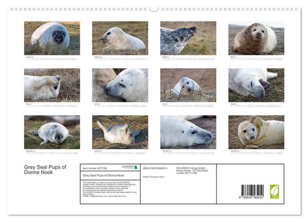 Produktbild: Grey Seal Pups of Donna Nook (High Quality Premium Wall Calendar 2026 DIN A2 landscape),CALVENDO 12 Month Wall Calendar