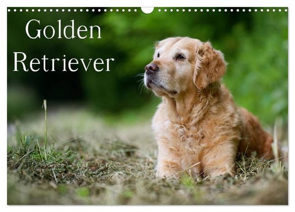Produktbild: Golden Retriever (Wandkalender 2026 DIN A3 quer), CALVENDO Monatskalender