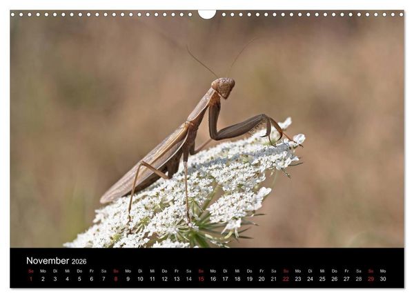 Produktbild: Faszination Gottesanbeterin - Die Welt der Mantis (Wandkalender 2026 DIN A3 quer), CALVENDO Monatskalender