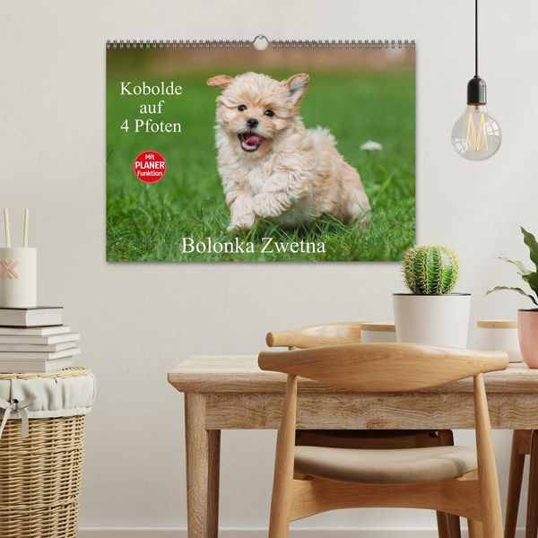 Produktbild: Kobolde auf 4 Pfoten - Bolonka Zwetna (Wandkalender 2026 DIN A3 quer), CALVENDO Monatskalender