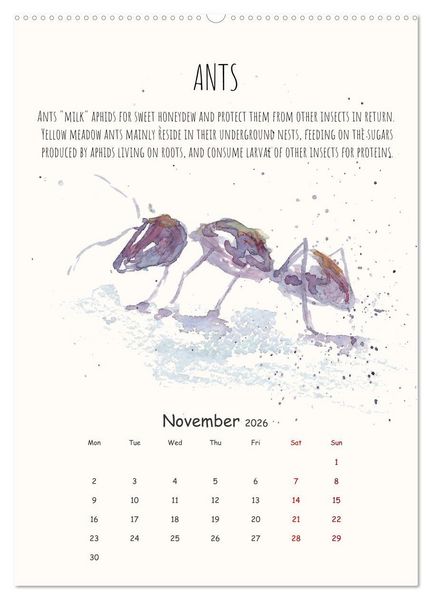 Produktbild: Symbiosis, the story of collaborations in nature (Wall Calendar 2026 DIN A2 portrait), CALVENDO 12 Month Wall Calendar