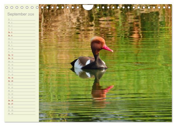 Produktbild: Wiedehopf und Co - von Ren&eacute; Schaack (Wandkalender 2026 DIN A4 quer), CALVENDO Monatskalender