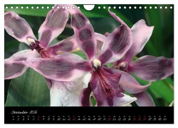 Produktbild: Farbenreiche Orchideen (Wandkalender 2026 DIN A4 quer), CALVENDO Monatskalender