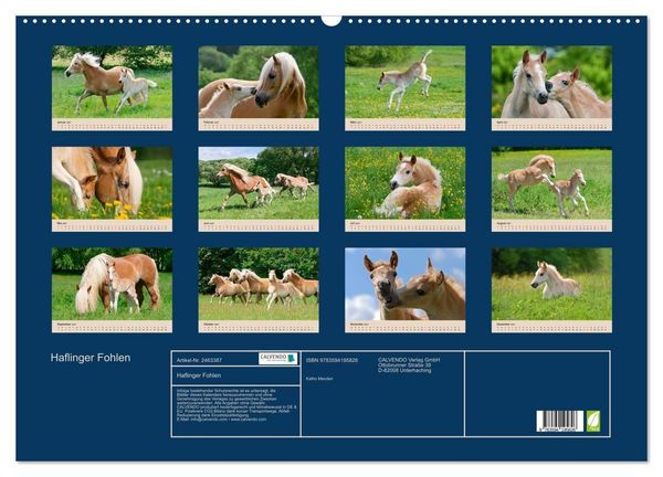 Produktbild: Haflinger Fohlen (Wandkalender 2027 DIN A2 quer), CALVENDO Monatskalender