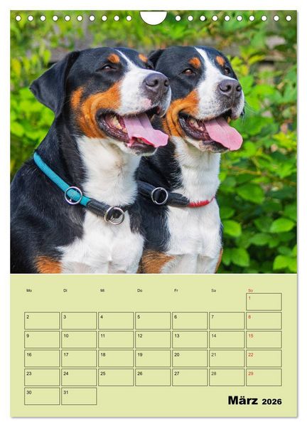 Produktbild: Familienplaner Gro&szlig;er Schweizer Sennenhund (Wandkalender 2026 DIN A4 hoch), CALVENDO Monatskalender