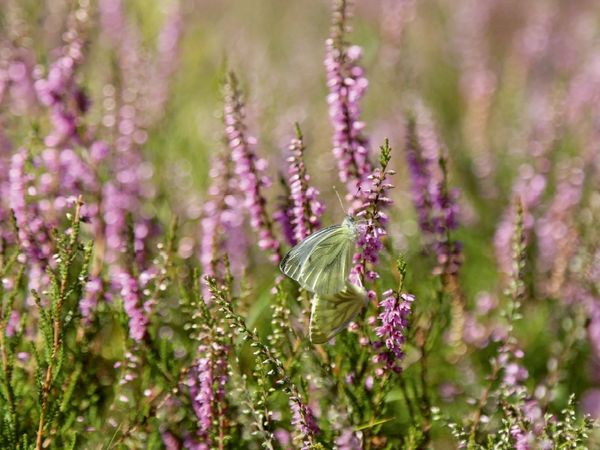 Produktbild: Kohlwei&szlig;linge bei der Paarung in der Heide (Puzzle)