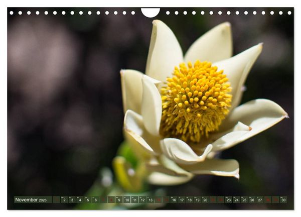 Produktbild: Fynbos - Die einzigartige Flora S&uuml;dafrikas (Wandkalender 2026 DIN A4 quer), CALVENDO Monatskalender