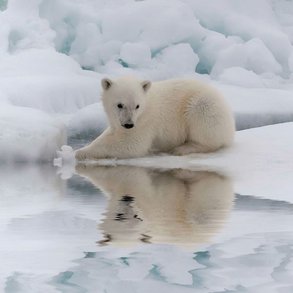 Produktbild: Eisb&auml;ren / Polar Bears 2027