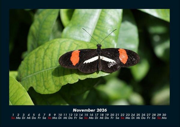 Produktbild: Bunte Pracht der Schmetterlinge 2026 Fotokalender DIN A4