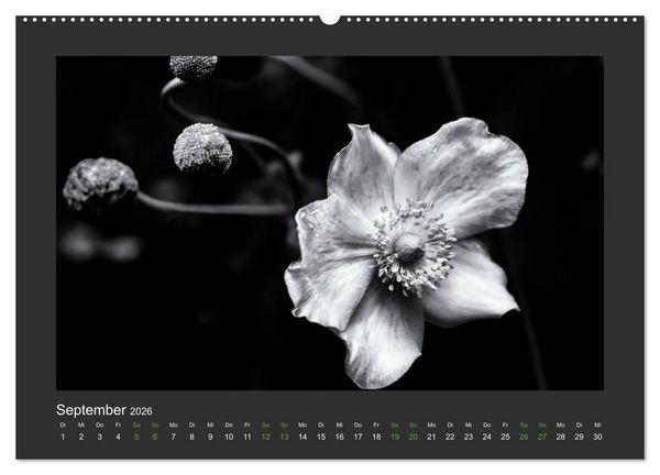 Produktbild: Pflanzen in Schwarz und Wei&szlig; (hochwertiger Premium Wandkalender 2026 DIN A2 quer), Kunstdruck in Hochglanz