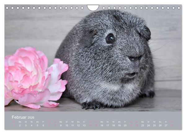 Produktbild: Meerschweinchen Portraits (Wandkalender 2026 DIN A4 quer), CALVENDO Monatskalender