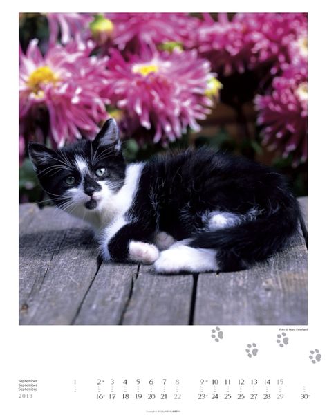 Produktbild: GartenTiger 2013