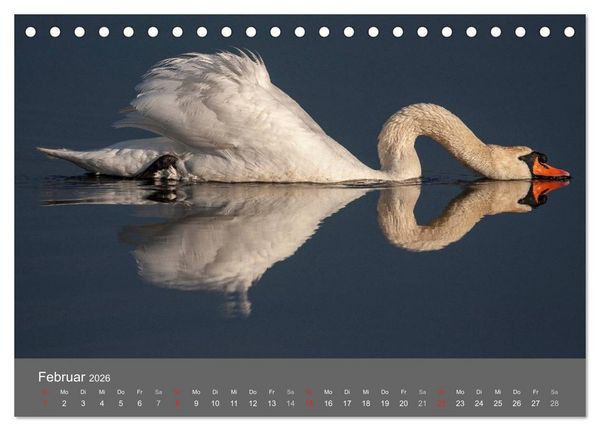 Produktbild: Der Federsee - Vogelparadies in Oberschwaben (Tischkalender 2026 DIN A5 quer), CALVENDO Monatskalender