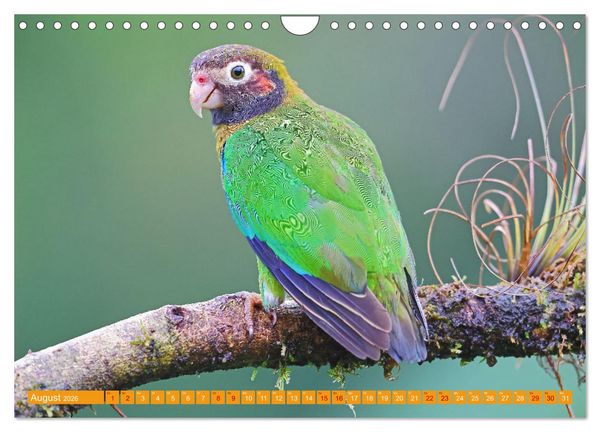 Produktbild: Wildes Costa Rica (Wandkalender 2026 DIN A4 quer), CALVENDO Monatskalender