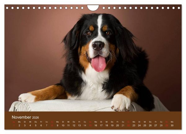 Produktbild: Berner Sennenhunde (Wandkalender 2026 DIN A4 quer), CALVENDO Monatskalender