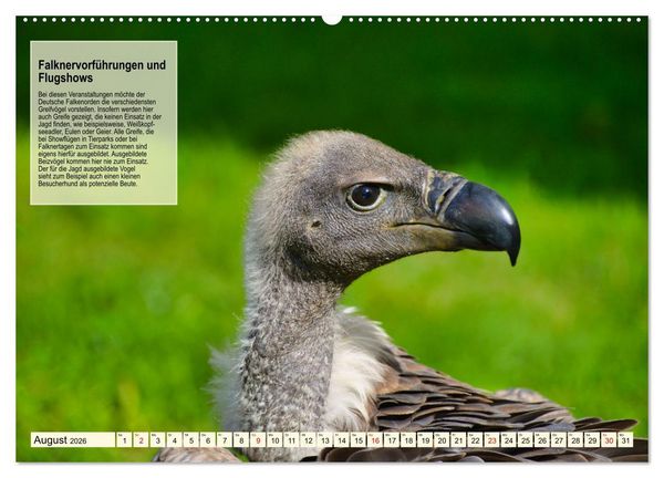 Produktbild: Kulturerbe Falknerei (Wandkalender 2026 DIN A2 quer), CALVENDO Monatskalender
