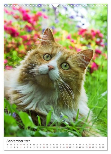 Produktbild: COUNTRY CATS (Wandkalender 2027 DIN A3 hoch), CALVENDO Monatskalender
