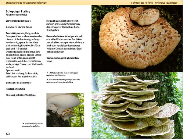Produktbild: Holzzersetzende Pilze