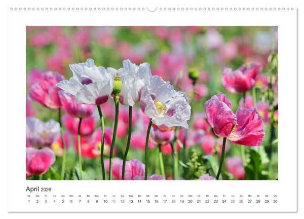 Produktbild: Mohn, Bl&uuml;tenzauber in Rosa, Pink und Wei&szlig; (hochwertiger Premium Wandkalender 2026 DIN A2 quer), Kunstdruck in Hochglanz