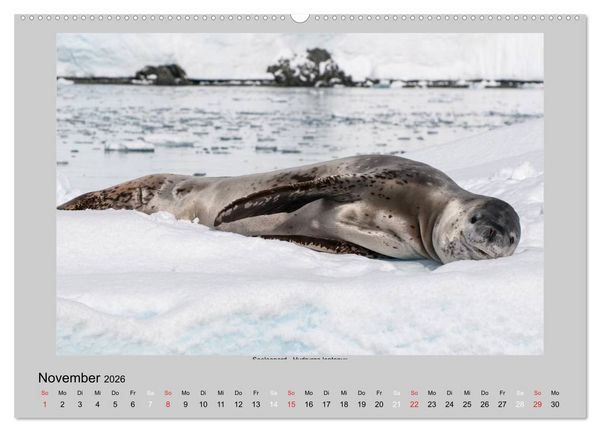 Produktbild: Tierleben in der Antarktis (Wandkalender 2026 DIN A2 quer), CALVENDO Monatskalender