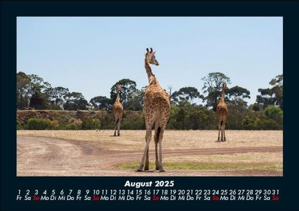 Produktbild: Giraffen 2025 Fotokalender DIN A5