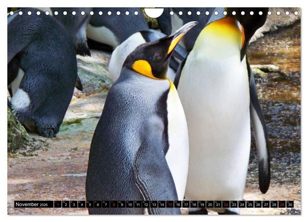 Produktbild: Pinguine - Watscheln im festlichen Kleid (Wandkalender 2026 DIN A4 quer), CALVENDO Monatskalender