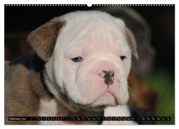 Produktbild: Bulldogs - Old English Bulldog Puppies (High Quality Premium Wall Calendar 2026 DIN A2 landscape),CALVENDO 12 Month Wall Calendar