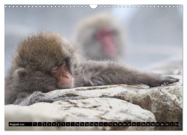 Produktbild: Schneeaffen im Jigokudani Nationalpark (Wandkalender 2026 DIN A3 quer), CALVENDO Monatskalender