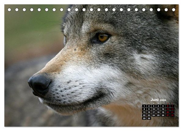 Produktbild: Willkommen Wolf (Tischkalender 2026 DIN A5 quer), CALVENDO Monatskalender