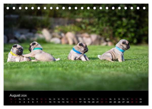 Produktbild: Mopswelpen (Tischkalender 2026 DIN A5 quer), CALVENDO Monatskalender