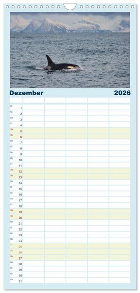 Produktbild: Familienplaner 2026 - Die Wale von Andenes mit 5 Spalten (Wandkalender, 21 x 45 cm) CALVENDO