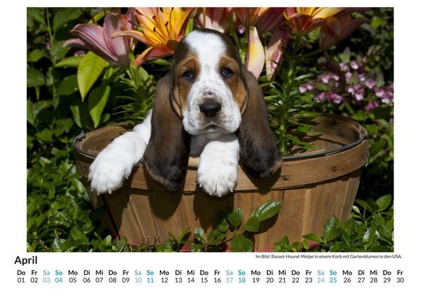 Produktbild: Basset Hound