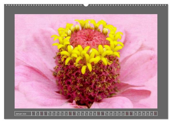 Produktbild: Blumen f&uuml;r dich (Wandkalender 2026 DIN A2 quer), CALVENDO Monatskalender