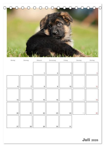 Produktbild: Deutscher Sch&auml;ferhund - Welpen, Planer (Tischkalender 2026 DIN A5 hoch), CALVENDO Monatskalender