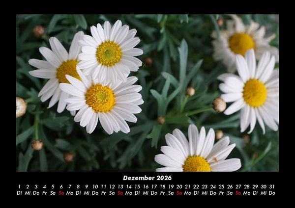 Produktbild: Bilder aus der Natur 2026 Fotokalender DIN A3