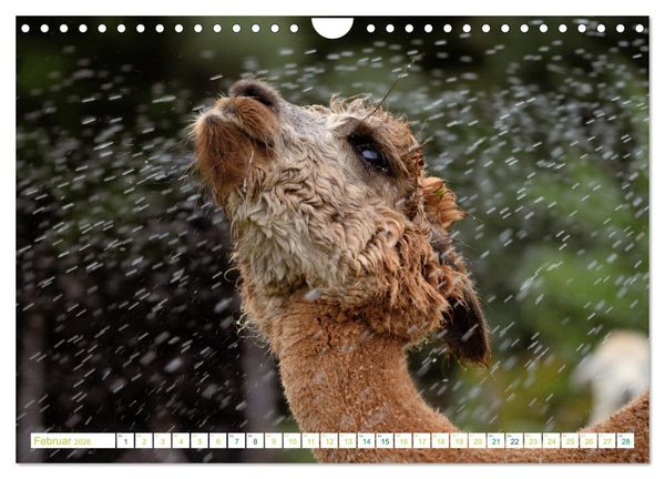 Produktbild: Unvergessliche Begegnungen mit Alpakas (Wandkalender 2026 DIN A4 quer), CALVENDO Monatskalender