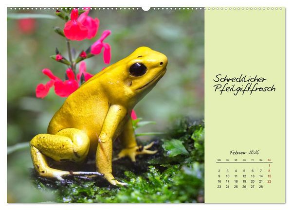 Produktbild: Heimische und exotische Amphibien (hochwertiger Premium Wandkalender 2026 DIN A2 quer), Kunstdruck in Hochglanz