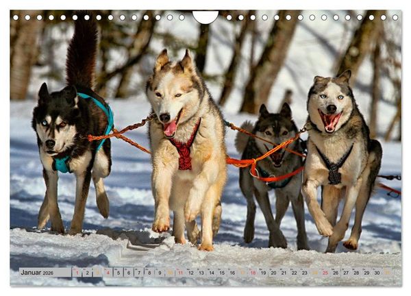 Produktbild: Huskies - Schlittenhunde (Wandkalender 2026 DIN A4 quer), CALVENDO Monatskalender