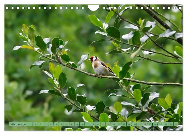 Produktbild: Distelfink (Wandkalender 2026 DIN A4 quer), CALVENDO Monatskalender