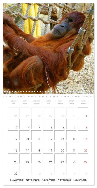 Produktbild: Orangutans Inhabitants of the rainforests (Wall Calendar 2026 12 &times; 12 Inch) CALVENDO 12 Month Wall Calendar