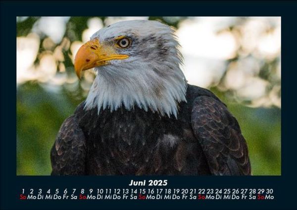 Produktbild: Adler 2025 Fotokalender DIN A5